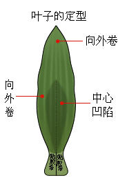 逼真的百合花折纸教程