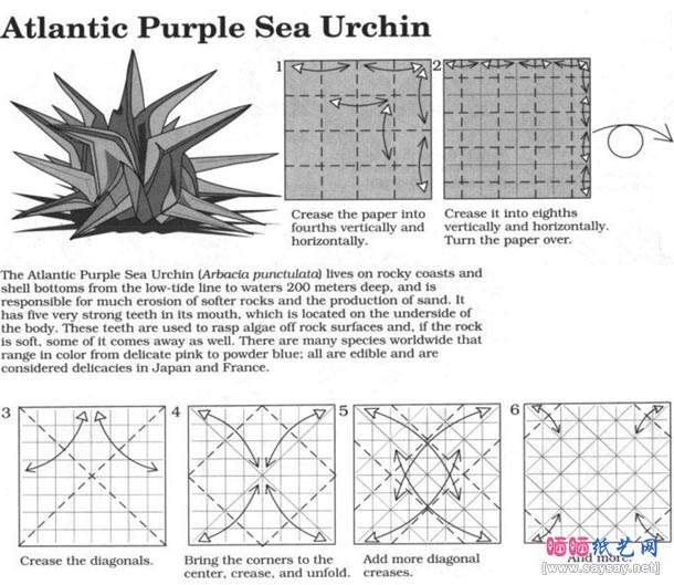 大西洋紫海胆折纸图解教程