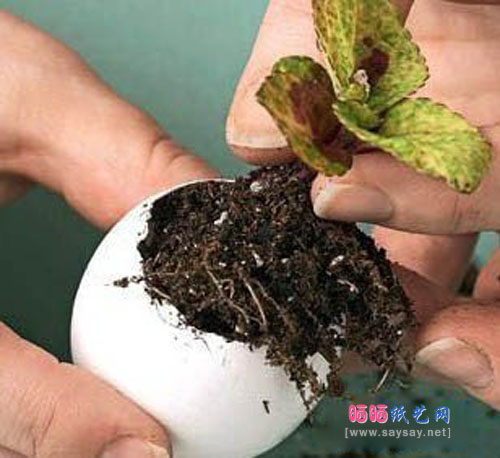 鸡蛋壳变废为宝手工制作可爱小盆栽
