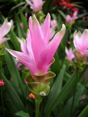 姜荷、马蹄莲、非洲菊丝网花制作漂亮家居装饰插花